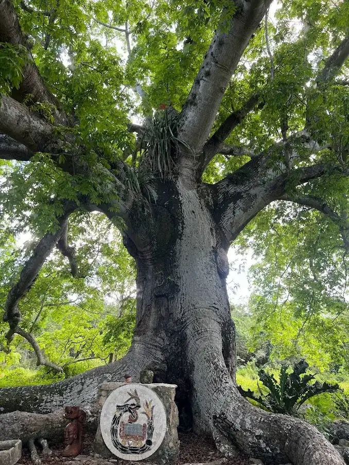 Ceiba ancestral en Hacienda San Ger&oacute;nimo